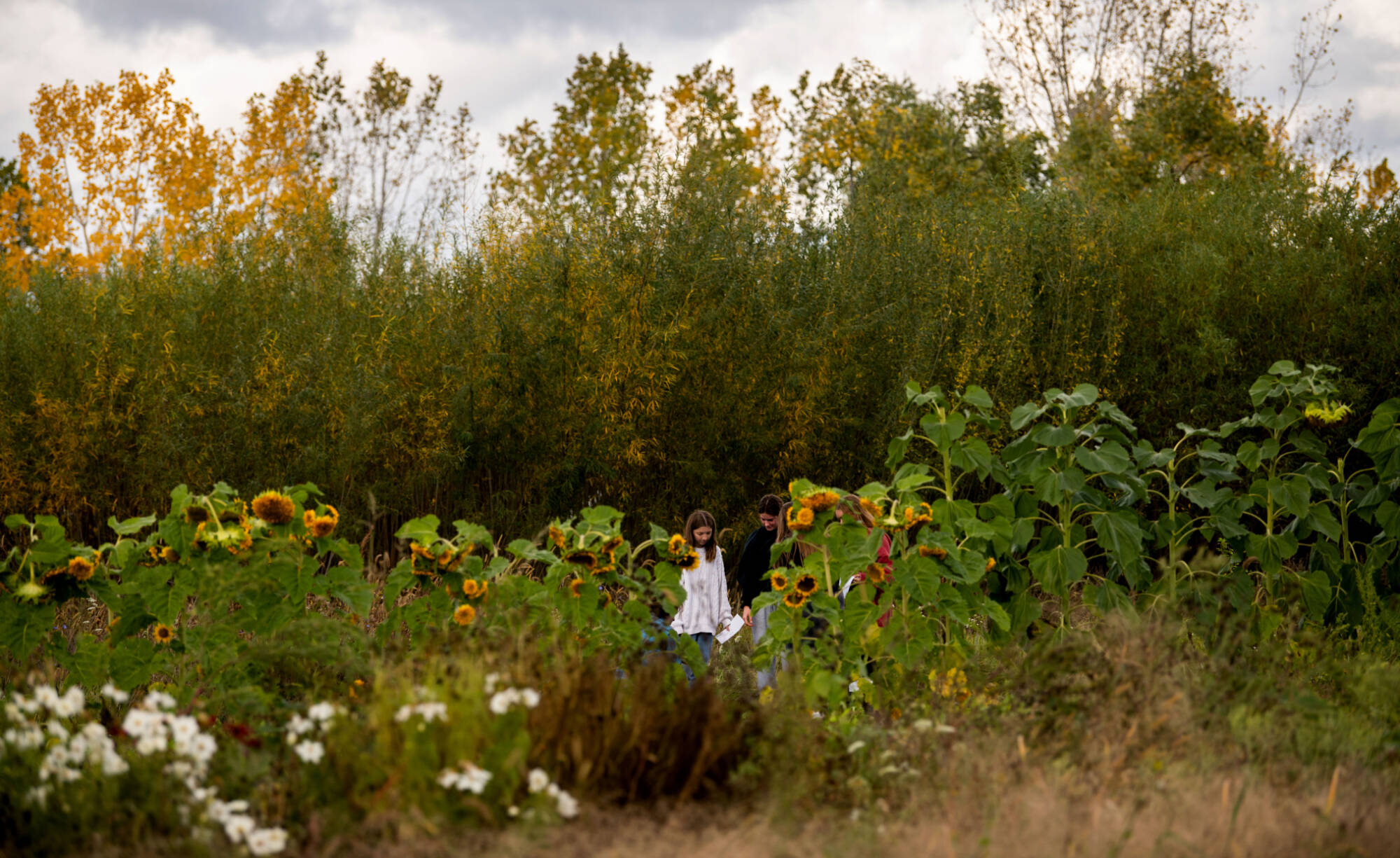 Students from Peter Riemersma’s Earth Matters class take soil samples at Grand Valley’s Sustainable Agriculture Project (SAP) October 6.